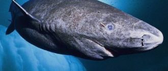 Гренландская акула. Описание и образ жизни гренландской акулы