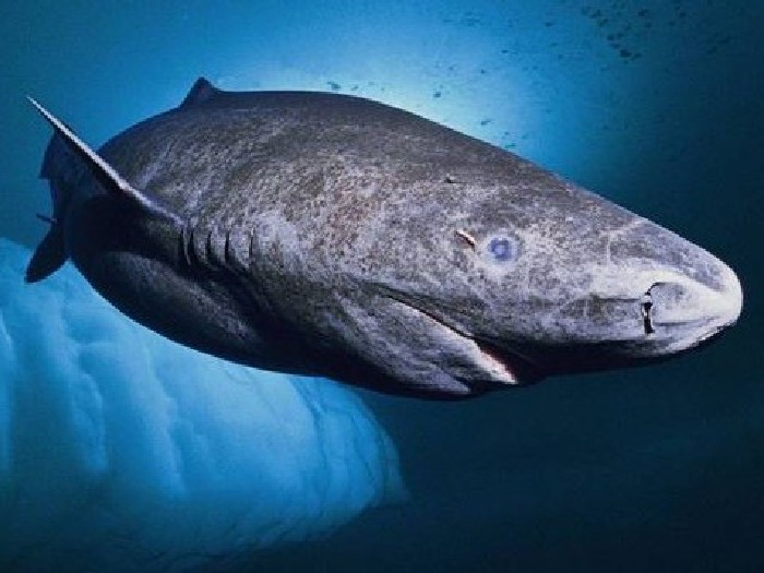 Гренландская акула. Описание и образ жизни гренландской акулы