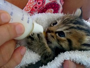 Уход за новорождённым котёнком