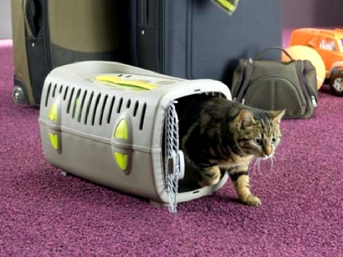 Как перевозить кошек