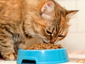 Каким должен быть корм для кошек