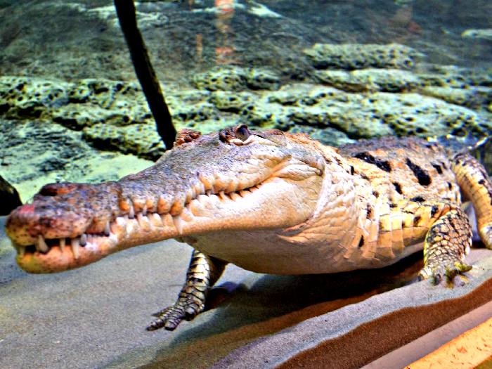 Оринокский крокодил. Где и как живут оринокские крокодилы