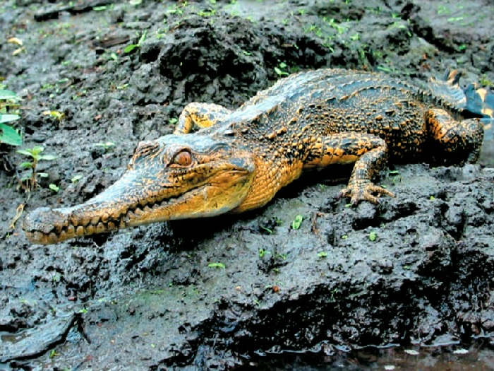 Африканский узкорылый крокодил. Где и как живут африканские узкорылые  крокодилы?