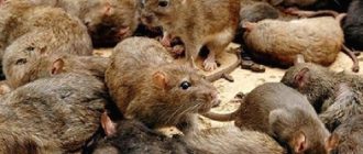 Интересные факты о крысах. 12 фактов о крысе