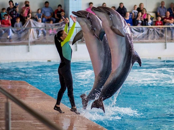 интересные факты о дельфинах для детей