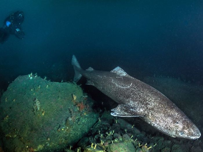 Гренландская-акула-Описание-и-образ-жизни-гренландской-акулы-1