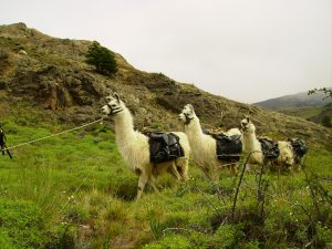 Ламы в Аргентинской Патагонии