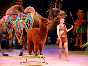 Лама в цирке фото
