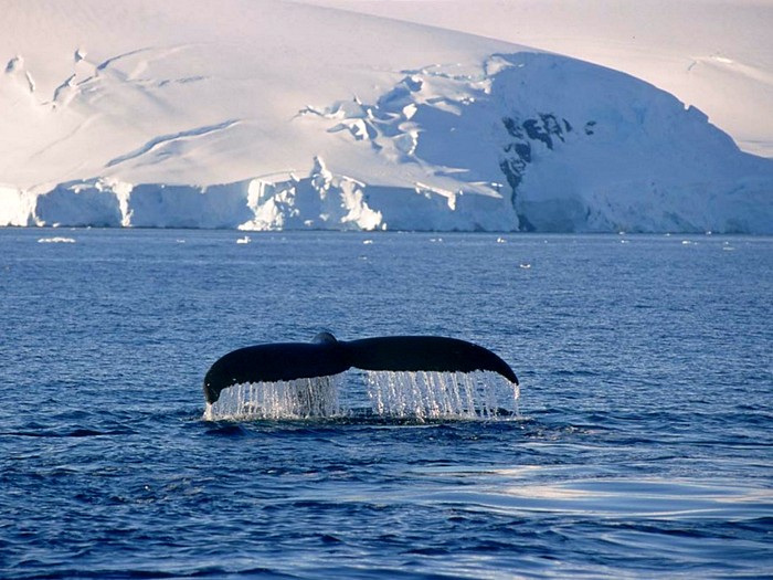 Хвост синего кита