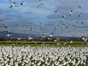 Колония белых гусей на острове Врангеля фото
