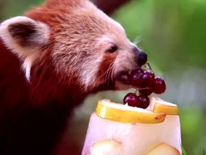 Панда ест фрукты фото