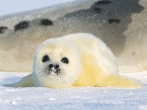 Гренландский тюлень фото