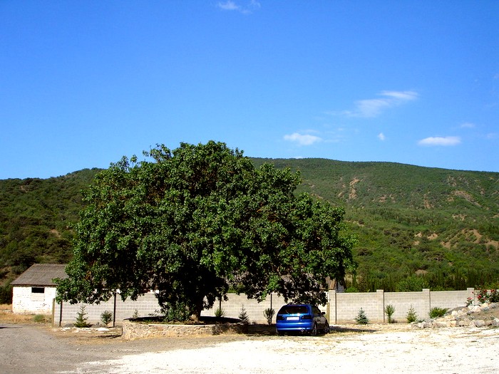 800-летнее фисташковое дерево