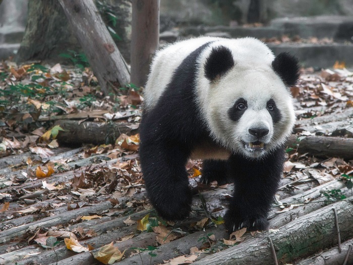 Хищная панда