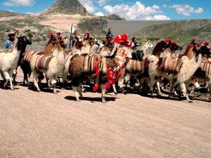 Караван лам в Боливии