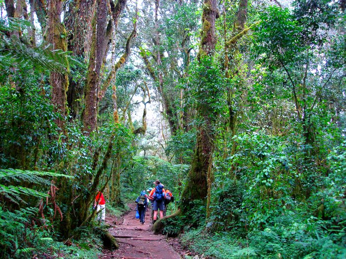 Джунгли Килиманджаро