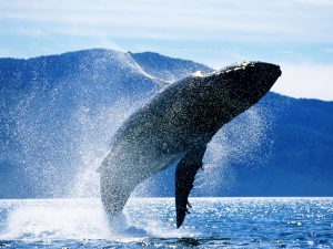 Большой синий кит фото