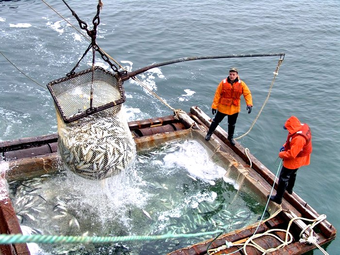 Добыча минтая в Охотском море