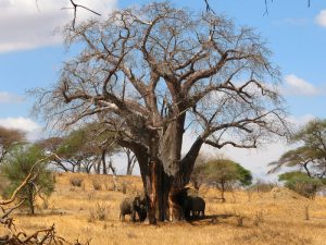 Слоны крушители баобабов