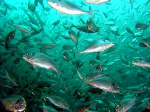 Рыба в Охотском море фото