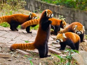 Красные панды фото