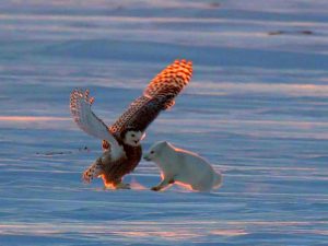 Схватка полярной совы и голубого песца фото