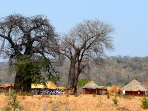 Деревня под баобабами в Зимбабве