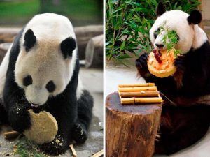 Десерт для панды