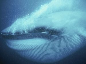 Самый большой кит фото