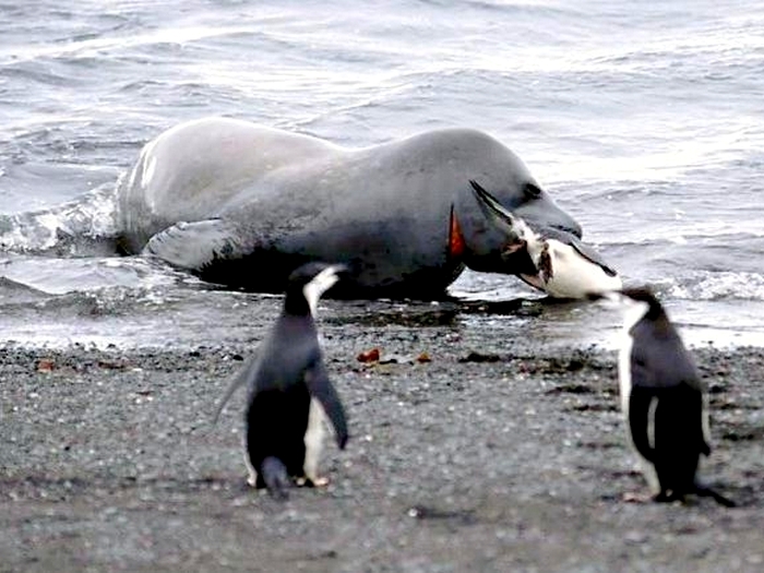 Пингвин - завтрак морского леопарда