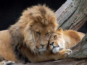 Пара львов в зоопарке фото