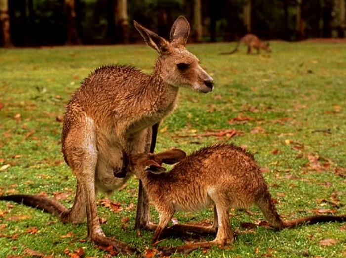 Детеныши кенгуру