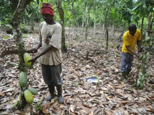 Какао-бобы в Африке