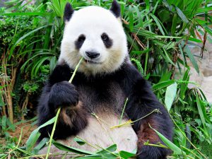 Бамбук для панды