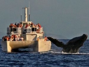 Съемки синего кита фото