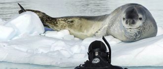 Интересные факты о морском леопарде. 10 фактов о морских леопардах