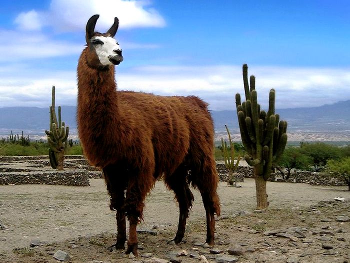 Самец перуанской ламы