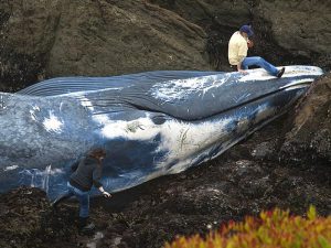 Синий кит выброшенный на берег фото