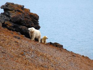 Жизнь белых медведей на острове Врангеля фото