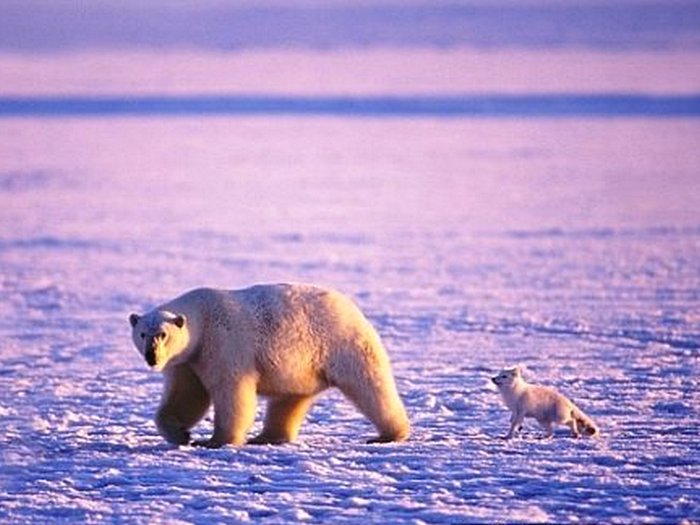 Два друга в Арктике