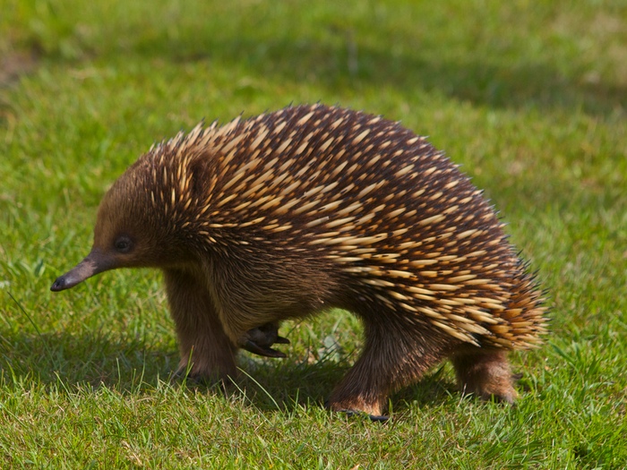 Фауна Австралии Австралийская ехидна