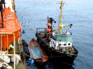 Рыбный промысел в Охотском море фото