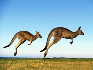 Скачки кенгуру