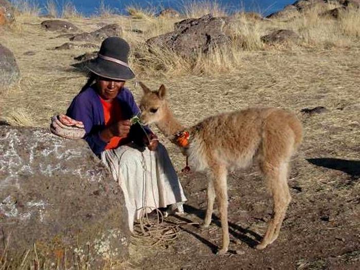 Маленькая викунья в Перу