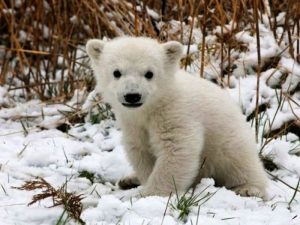 Белый медвежонок фото