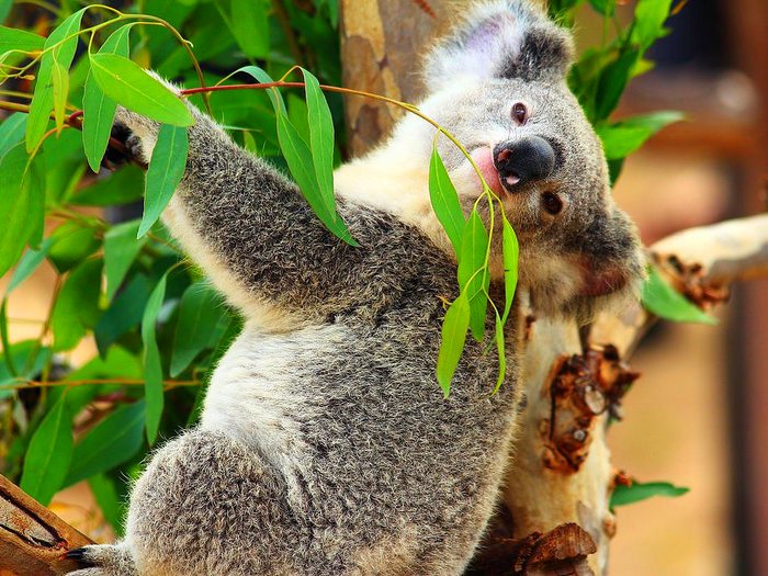 Сумчатое животное коала