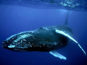 Синий кит фото