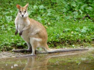 Аgile wallaby