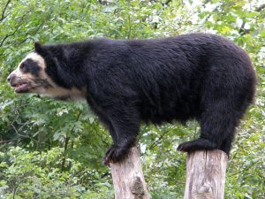 Медведь акробат