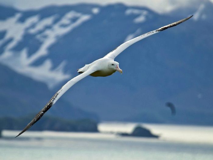 Бреющий полет альбатроса